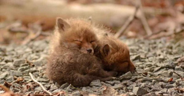 Αυτά τα μωρά αλεπουδάκια θα σας κλέψουν την καρδιά (εικόνες)