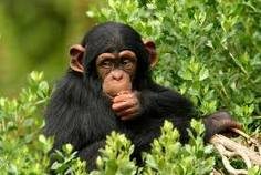 Οι χιμπατζίδες ξέρουν από μαγειρεμένο φαγητό!