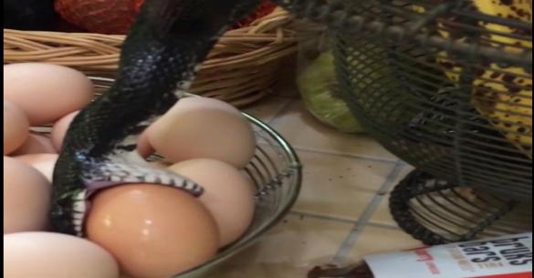 Δείτε τι συμβαίνει όταν ένα φίδι βρει αυγά! (Βίντεο)