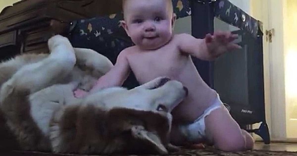 Αυτό το μωράκι έχει ένα πολύ ιδιαίτερο δεσμό με αυτό το σκύλο ράτσας Χάσκυ! Δείτε το όμορφο βίντεο!