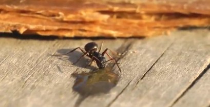Ένα μεθυσμένο μερμήγκι (Βίντεο)
