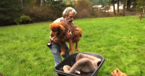 Αυτός ο άντρας έκανε κάτι το απίστευτο για έναν σκύλο που ήταν αλυσοδεμένος για 14 χρόνια… (Βίντεο)