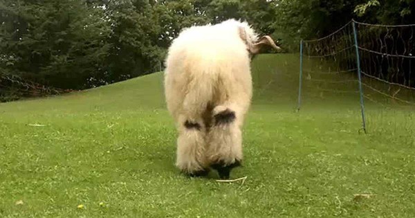 Από πίσω μοιάζει με ένα συνηθισμένο πρόβατo. Όταν όμως το δείτε από μπροστά θυμίζει κάτι άλλο! (Βίντεο)