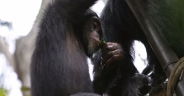 Χιμπατζήδες συνελήφθησαν να τα… τσούζουν