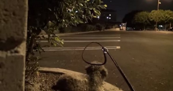 Μια άγνωστη πλησιάζει αυτό το αδέσποτο σκυλάκι. Την ώρα όμως που του περνάει το κολάρο… (Βίντεο)