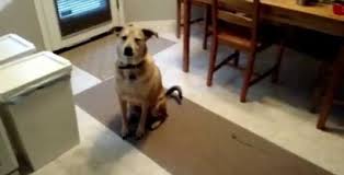 Ο σκύλος δεν μπορεί να κρύψει τον ενθουσιασμό του (Βίντεο)