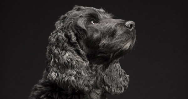 Το «Black Dogs Project» βοηθά τους μαύρους σκύλους να βρουν σπίτι (Εικόνες)