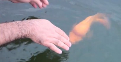 Ένα έξυπνο ψάρι που φέρνει αντικείμενα σαν σκύλος (Βίντεο)