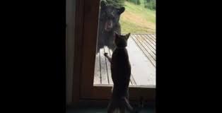 Ατρόμητη γάτα τρομάζει μια αρκούδα (Βίντεο)