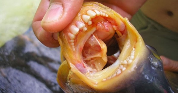 Ψάρι με ανθρώπινα δόντια επιτίθεται σε κολυμβητές και τρώει τους όρχεις τους! (Εικόνες)