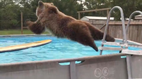 Μια αρκούδα κάνει βουτιές στην πισίνα (Βίντεο)