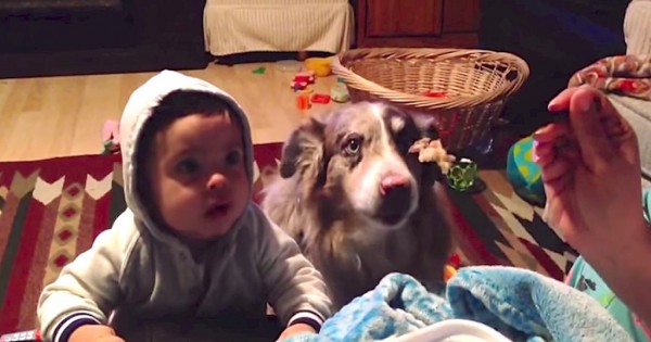 Σκύλος λέει «Μαμά», ενώ το παιδάκι δεν μπορεί το πει, κι όλα αυτά για μια μπουκιά φαΐ! (Βίντεο)