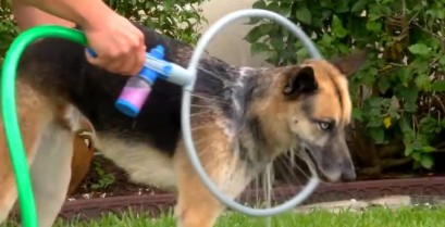 Πλυντήριο σκύλων Woof Washer 360 (Βίντεο)