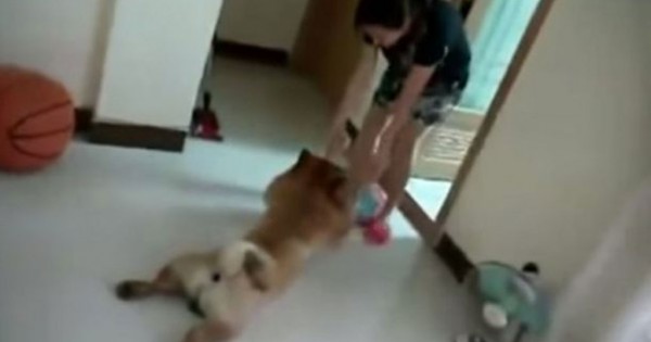 Tεμπέλικος σκύλος «κάνει το ψόφιο» για να αποφύγει το μπάνιο! (Βίντεο)