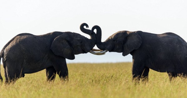 Τρυφερή στιγμή ανάμεσα σε δύο ελέφαντες (Εικόνες)