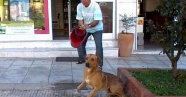 Θεσσαλονίκη: Εισαγγελική εντολή για το «μπουγέλο» με χλωρίνη σε σκύλο