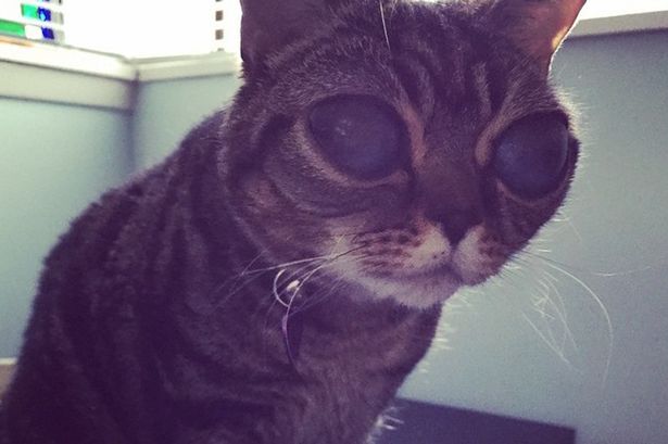 Matilda-the-cat-diagnosed-with-feline-leukemia-that-give-her-eyes-a-wide-glassy-appearance