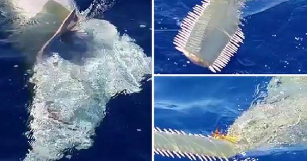 Δείτε το γιγάντιο θαλάσσιο «τέρας» με… πριόνι που εμφανίστηκε στη Φλόριντα! (video)