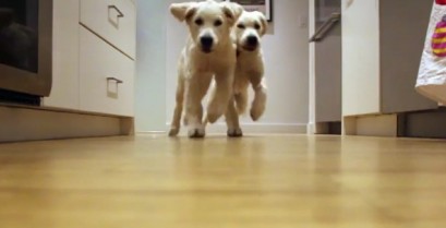 Δύο κουτάβια τρέχουν προς το φαγητό τους (Βίντεο)