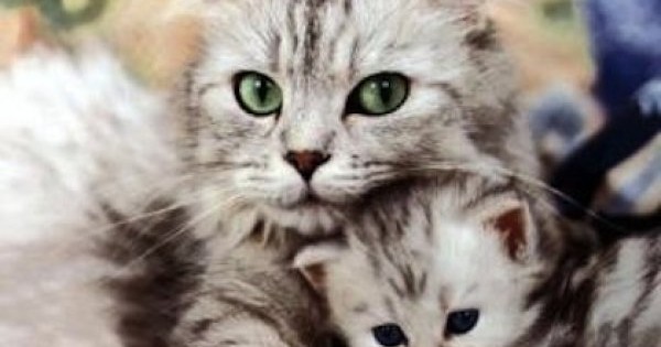 Δείτε μία μαμά γάτα να σώζει το παιδί της από ένα μωρό