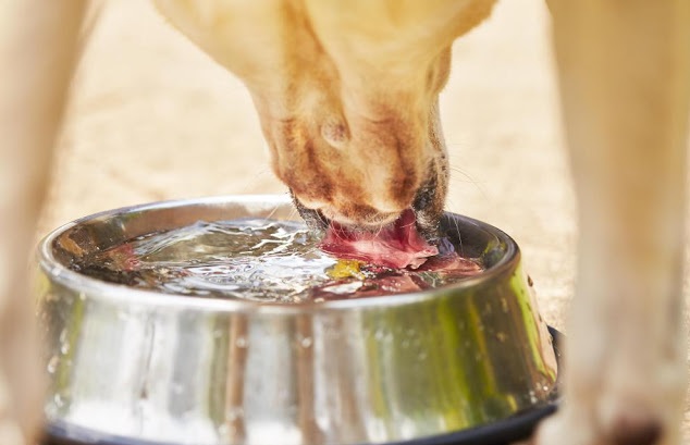 dog-drinking-out-of-water-bowl