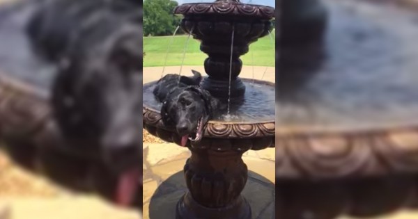Ένας σκύλος ανακάλυψε ένα συντριβάνι και έκανε το πιο αστείο πράγμα!
