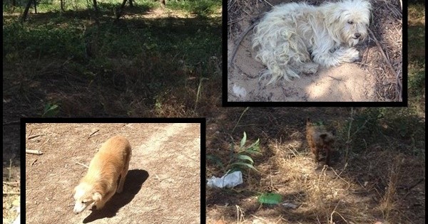 SOS: Μαζική εγκατάλειψη 70 σκύλων στο δάσος!