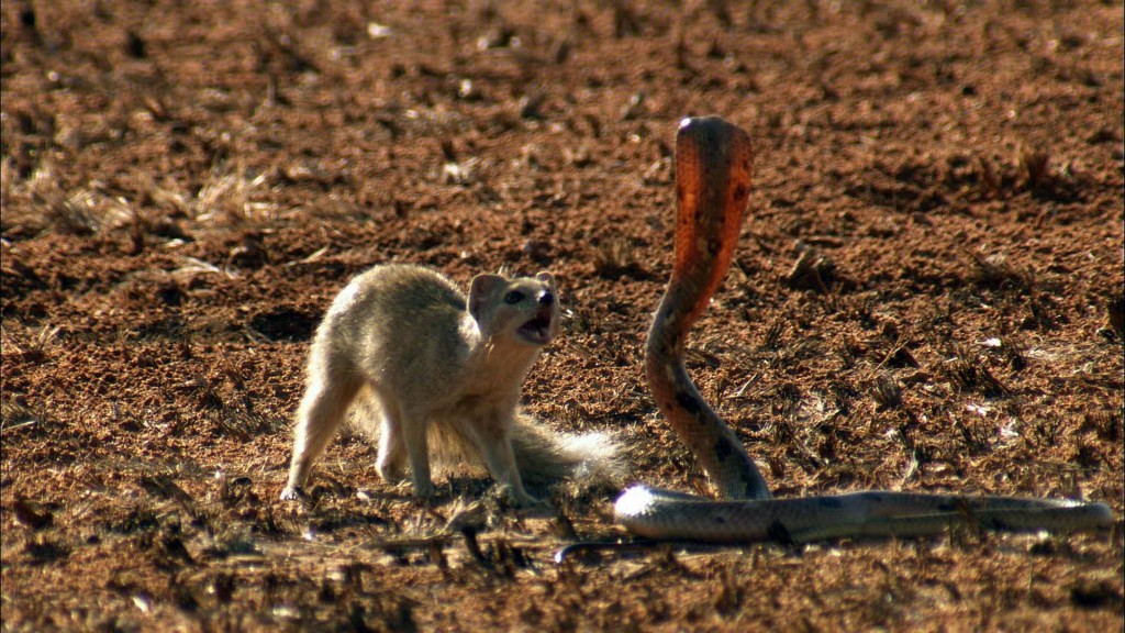 μάχη μαγκούστα κόμπρα Mongoose cobra 