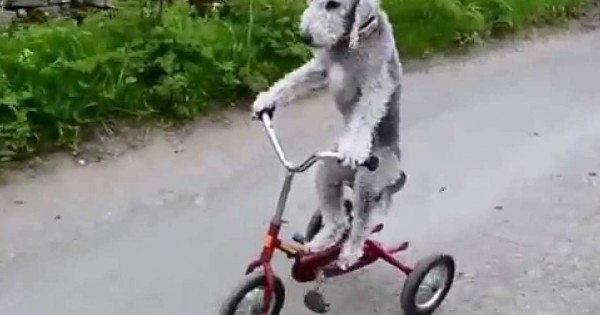 Απίστευτο! Αυτός ο σκύλος κάνει ποδήλατο! (Βίντεο)