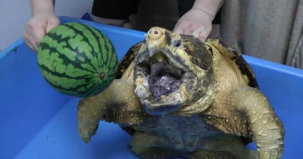 Δείτε πως αυτή η γιγάντια χελώνα συντρίβει με τα σαγόνια της ένα καρπούζι (Βίντεο)