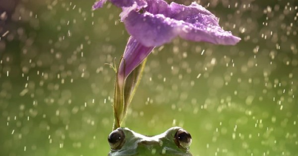 Όταν τα ζώα χρησιμοποιούν «ομπρέλα»! (εικόνες)