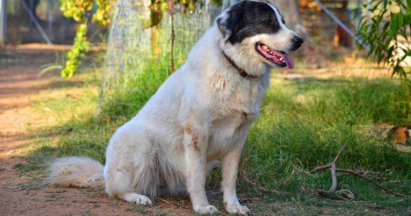 Ελληνικός Ποιμενικός: Ο σκύλος που εξημερώθηκε από τον θεό Απόλλωνα