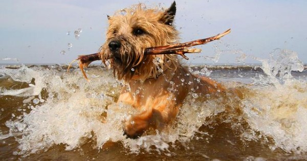 Προσοχή! Το θαλασσινό νερό μπορεί να βλάψει το σκύλο μας