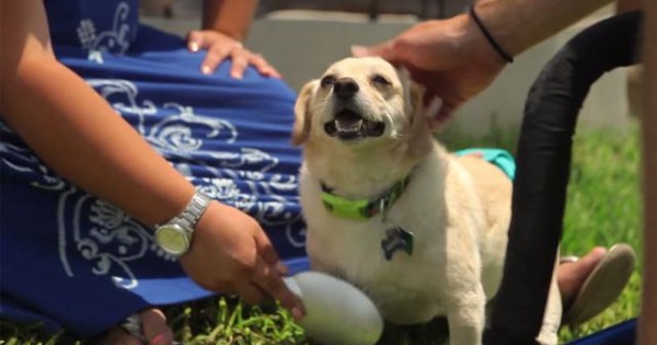 Δείτε την συγκινητική ιστορία ενός παραπληγικού σκύλου, που η ζωή του άλλαξε ξαφνικά! (βιντεο)