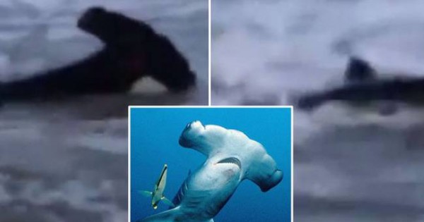 Πανικός στην παραλία: Σφυροκέφαλος καρχαρίας βγήκε στη στεριά! (video)