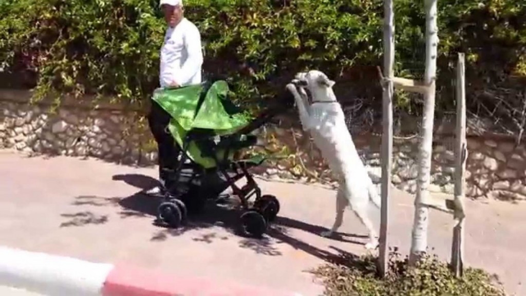 Σκύλος μωρό καροτσάκι βόλτα 