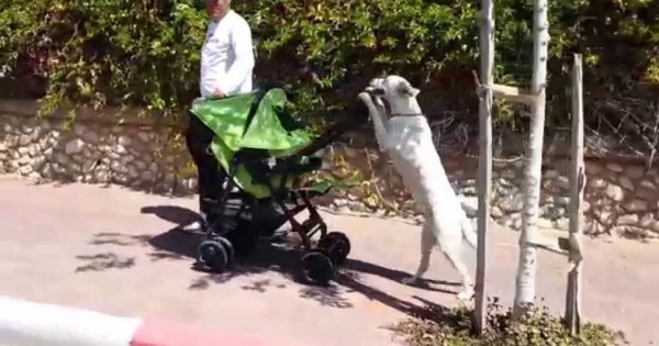 Σκύλος βγάζει βόλτα μωρό με καροτσάκι!