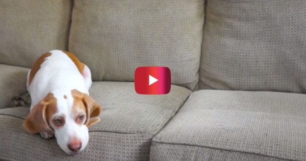 Απίστευτο: δείτε την έκπληξη του σκύλου όταν κατάλαβε ότι θυμήθηκαν τα… γενέθλιά του! (Βίντεο)