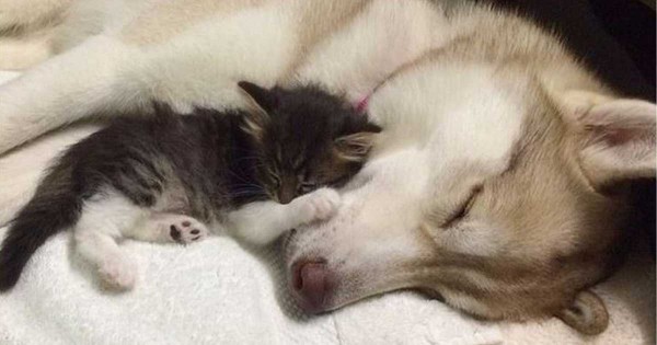 Βρήκαν αυτή την γάτα στα πρόθυρα του θανάτου. Αυτή η φιλία που θα δείτε όμως της έσωσε τη ζωή. (Εικόνες)