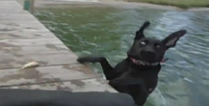 Αστείοι σκύλοι (Βίντεο)