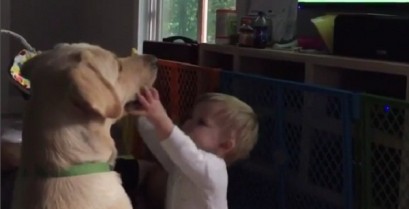 Ο σκύλος αρνείται να παίξει με το μωρό (Βίντεο)