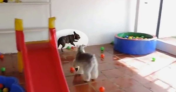Δείτε την τρομερή αντίδραση ενός σκύλου όταν βλέπει για πρώτη φορά πολλά πλαστικά μπαλάκια! (Βίντεο)