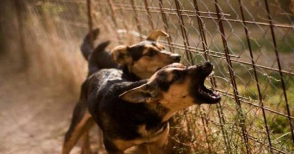 Πίστευε ότι μπορούσε να εξαγριώσει τα σκυλιά στα κλουβιά αλλά πήρε ένα μεγάλο μάθημα! (Βίντεο)