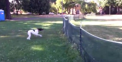 Η άψογη τούμπα του σκύλου (Βίντεο)