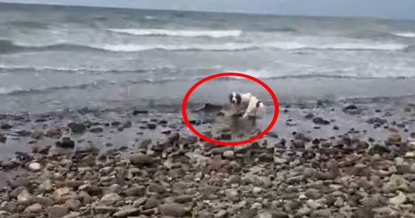 Σκύλος έσωσε… δελφίνι που ξεψυχούσε σε παραλία! (video)