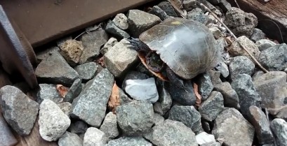 Η διάσωση της χελώνας (Βίντεο)