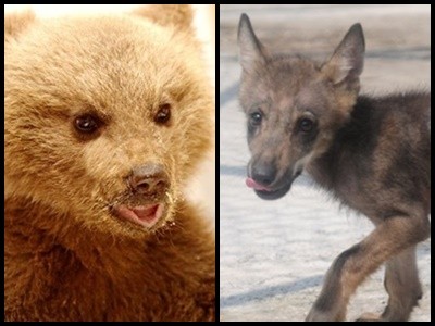 Στον Αρκτούρο ορφανό αρκουδάκι και λυκάκι! (Εικόνες)