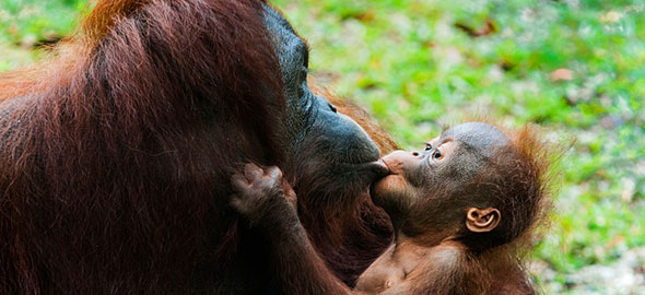 Οι συγκινητικότερες φωτογραφίες μαμάδων με μωρά στο ζωικό βασίλειο! (Εικόνες)