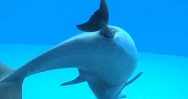Μοναδικό! Δελφίνι γεννά μπροστά στην κάμερα