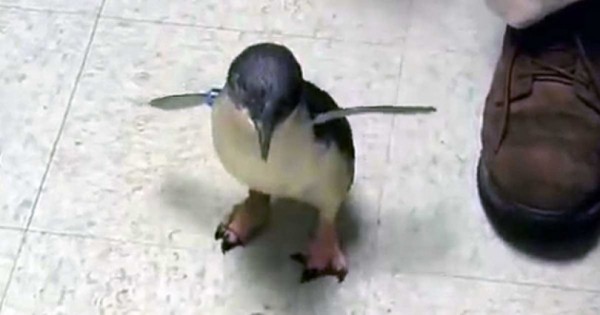 Αυτό το πιγκουινάκι τρέχει προς τον άνθρωπό του! Όταν τον φτάσει; Θα σας κάνει να χαμογελάσετε! (Βίντεο)